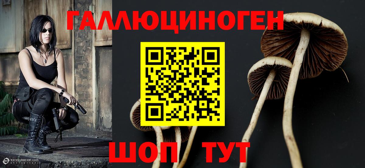 как найти наркотики  Галлюциногенные грибы GOLDEN TEACHER  Вход с VPN  Северск 